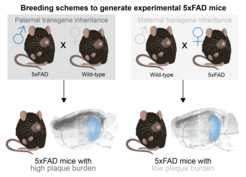 Aβ plaque severity in 5xFAD mice depends on the transgene parentage. When a 5xFAD male and a wild-type female are mated, their offspring would yield a high plaque burden (left). Conversely, when a 5xFAD female and a wild-type male are mated, their offspring would exhibit a much lower plaque burden (right).