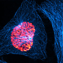 A cultured human cell (HeLa cell) in prophase. Chromosomes are shown in shades of red, microtubules are marked in blue. 3D image taken with a confocal microscope.