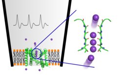 Schematic picture of an action potential in an electrophysiological recording (top left) of a membrane (orange/black) in a patch pipette. Embedded ion channels (green) allow the rapid and specific permeation of potassium ions (purple).
