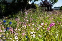 Eine bunt blühende Wilblumenwiese im BioDiversum am MPI-NAT