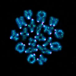 In a mouse egg cell, chromosomes are marked blue, the cohesin protein green, and kinetochores magenta.
