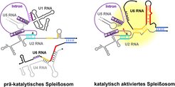 Abb. 2: Dynamik des spleißosomalen RNA-RNA-Netzwerks. Gezeigt sind die wichtigsten RNA-Basenpaarungen im prä-katalytischen B Komplex (linkes Bild) und im aktivierten Spleißosom (rechtes Bild). Für die Aktivierung des Spleißosoms werden die Basenpaarungen zwischen U4- und U6-snRNA sowie zwischen U1-snRNA und der 5‘ Spleißstelle dissoziiert. Dafür geht U6-snRNA mit U2-snRNA und der 5‘ Spleißstelle neue Basenpaarungen ein. Dieses RNA-Netzwerk stellt den Kern des katalytischen Zentrums dar (gelb unterlegt). Die Positionierung der 5‘ Spleißstelle im Exon 1 wird zusätzlich durch Wechselwirkungen der U5-snRNA mit dem 3‘ Ende des Exon 1 unterstützt. Die snRNAs sind cartoonhaft in ihren Sekundärstrukturmodellen gezeigt. Das Intron der pre-mRNA (violett) ist als dünne Linie dargestellt.