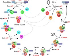 Abb. 1: Zusammenlagerung des Spleißosoms durch schrittweise Bindung der U-snRNPs an ein Intron. In der frühen Phase der Spleißosomen-Zusammenlagerung binden die snRNPs U1 und U2 an die 5‘ Spleißstelle (5‘ SS: Übergang von Exon 1 zum Intron) bzw. den so genannten Verzweigungspunkt (VP) am 3‘ Ende des Introns (Komplex A). Durch Anlagerung des U4/U6.U5 tri-snRNP-Komplexes entsteht der katalytische B Komplex. Die katalytische Aktivierung des Spleißosoms erfolgt in zwei Schritten, wobei zunächst durch Aktion der RNA Helikase Brr2 der Bact Komplex entsteht. Dieser wird durch die RNA Helikase Prp2 in den B* Komplex überführt, der ein funktionelles aktives Zentrum enthält und unter Rekrutierung des Cwc25 den ersten Spleißschritt katalysiert. Dabei wird die Phophodiesterbindung an der 5‘ Spleißstelle gespalten und gleichzeitig das 5‘ Ende des Introns mit der 2‘ Hydroxyl-Gruppe eines Adenosins am Verzweigungspunkt verknüpft. Als nächstes überführt die RNA Helikase Prp16 das Spleißosom in den C* Komplex, der mit Hilfe der Proteine Slu7 und Prp18 den 2. katalytischen Schritt der Spleißreaktion vollzieht. In diesem Schritt wird die Phophodiesterbindung an der 3‘ Spleißstelle (3‘ SS: Übergang zwischen Intron und Exon 2) gespalten unter gleichzeitiger Verknüpfung der beiden Exons. Das Intron wird als Lassostruktur (Lariat) aus dem spleißosomalen Komplex entlassen, und die snRNPs U4, U6 und U5 müssen für den nächsten Spleißschritt wieder in den U4/U6.U5 tri-snRNP-Komplex überführt werden. Die Dissoziationsphase des Spleißosoms erfordert die Aktion der RNA Helikasen Prp22 und 43.