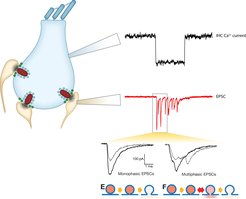 Molekulare Nanoanatomie und Nanophysiologie der Haarzell-Bändersynapse
Schall wird an der Bändersynapse der inneren Haarzellen mit Spiralganglionneuronen kodiert. Unsere Gruppe strebt ein umfassendes Verständnis der synaptischen Transmission an, die durch offenbar stark spezialisierte molekulare Zusammensetzung und Ultrastruktur ermöglicht wird. Wir nutzen hochaufgelöste Patch-clamp Ableitungen der postsynaptischen exzitatorischen Ströme (rot) die auch mit präsynaptischen Messungen von den inneren Haarzellen (IHC, schwarz) kombiniert werden. Wir postulieren, dass die Freisetzung an dieser Synapse überwiegende uniquantal (unabhängige Fusion einzelner Vesikel) ist, die Freisetzung durch eine dynamische Fusionspore reguliert wird, und von dem Ca2+ Einstrom durch einen oder wenige Ca2+ Kanäle in unmittelbarer Nähe (wenige Nanometer) verursacht werden.