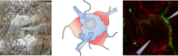 Auditorische Neurowissenschaften & Synaptische Nanophysiologie Auditorische Neurowissenschaften & Synaptische Nanophysiologie