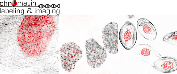 Chromatin-Markierung und Bildgebung