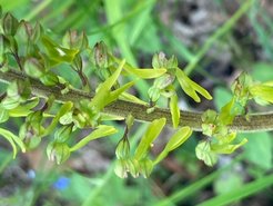 Das Große Zweiblatt - eine eher unscheinbare heimische Orchideenart - erblüht.
