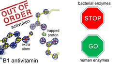 Gezeigt ist die Röntgenkristallstruktur des Antivitamins, das ein wichtiges bakterielles Enzym aus dem Grundstoffwechsel ‚vergiftet‘ hat. Während bakterielle Enzyme gehemmt werden, arbeiten humane Proteine weiter.