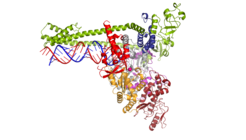 Die Polymerase des neuartigen Coronavirus SARS-CoV-2 vervielfältigt das Erbgut (blau und rot) des Erregers.