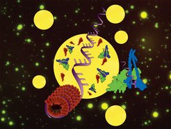 SARS-CoV-2-Nukleokapsidprotein/RNA-Kondensate bringen Schlüsselproteine der Maschinerie zusammen, mit der sich das neuartige Coronavirus vermehrt.