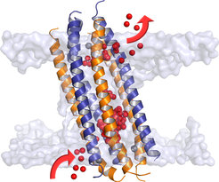 Das aktive Dermcidin ist ein Kanalprotein mit außergewöhnlich hoher Ionendurchlässigkeit und Anpassungsfähigkeit. Diese Eigenschaften machen es zu einem wirkungsvollen Breitbandantibiotikum.