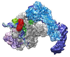 Figure 1 | Architecture of the promoter assembly for regulated transcription initiation as revealed by cryo-electron microscopy. The electron density is transparent, revealing the polymerase (silver), general transcription factors (red, green, purple) and the core Mediator head module (blue). The remainder of the core Mediator corresponds to the middle module and is shown in dark blue. Promoter DNA is depicted as a ribbon model in blue and cyan, and the initial RNA transcript is in red.