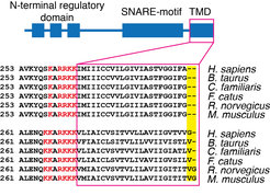 Figure 2. Clustering of human syntaxin 1TMD (green) and syntaxin 4 TMD (magenta) measured by FRET.