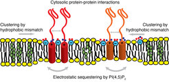 Figure 3. Syntaxin membrane clustering is induced by a combination of hydrophobic mismatch (increased by cholesterol-induced membrane thickening) and electrostatic interactions with PI(4,5)P2. The membrane clusters are further refined by protein-protein interactions in the aqueous space.