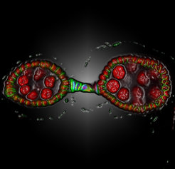 Zwei Follikel aus einem Eierstock der Fruchtfliege Drosophila melanogaster. Die Zellkerne sind rot gefärbt, Follikelzellen und Stilzellen (die die Follikel verbinden) grün, mir-310s-produzierende Zellen blau.