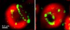 Enlarged single mitochondria of an apoptotic cell. By means of ultra-high-resolution STED microscopy it can be seen that the Bax proteins (green) form rings in the outer membrane (red) of the mitochondria.
