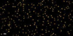 Figure 1. STORM imaging of Xenopus XL177 cell nuclear pore complexes stained with a site-specifically labeled anti-Nup155 nanobody.