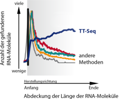 Auch vor der TT-Seq-Technik (hier dunkelblau dargestellt) gab es bereits Methoden, um neu gebaute RNA-Moleküle einzufangen. Diese lieferten jedoch ein sehr unvollständiges Bild, da sie bevorzugt kurze Stücke eines RNA-Moleküls festhielten. Die TT-Seq-Methode hingegen erlaubt Wissenschaftlern, sich ein umfassenderes Bild aller RNA-Moleküle in der Zelle zu machen.