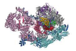 Die atomare Struktur des PIC. Die RNA-Polymerase II ist oben rechts in grau, der Transkriptionsfaktor TFIIH links in rosa zu sehen.