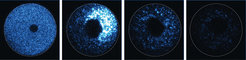Trim-Away directly and rapidly destroys a fluorescent protein (blue) in an egg cell. The images show the cell before introduction of antibodies directed against the protein and 10, 30, and 60 minutes thereafter (from left). The protein amount is reduced by half within nine minutes.