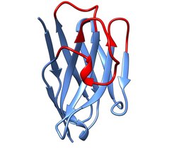 Dreidimensionale Struktur eines Nanobodies.