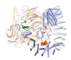 Dreidimensionale Struktur von SF3B im Komplex mit dem Wirkstoff Pladienolid B (orange und rot).