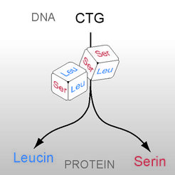 Ascoidea asiatica übersetzt das Codon CTG nach dem Prinzip Zufall in die Aminosäuren Leucin oder Serin.