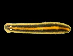 Ein farbenprächtiger Plattwurm aus Tasmanien. Diese Art gehört zu dem Genus Spathula, die genaue Artbezeichnung ist noch unklar.
