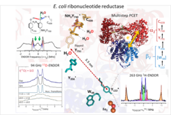 Representative applications of ENDOR spectroscopy for studiesof the PCET in E. coli RNR. Top (right): Docking model of subunits a2 (red) and b2 (blue) based on PDB structures 4r1r and 1mxr. Arrow indicates the proposed PCET pathway within one ab pair, involving four essential tyrosines, Y730/Y731 in a and Y356/Y122 in b. Top: (left) 2H ENDOR experiments (Argirevic et al, JACS 2012, Nick et al. JACS 2015) inferred a H bond network between the intermediates in a. Bottom: (right) 263 GHz 1H ENDOR spectrum of Y122• for excitation at B||gz and simulations with hf tensors of contributing nuclei (colors) (Tkach et al, J. Magn. Reson. 2019). Bottom (left): Detection of water molecules H bonded to the three Y intermediates by 17O ENDOR (Hecker et al, JACS 2021).