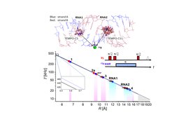 Representative application of 19F ENDOR to measure inter spin distances between a TEMPO label and 19F in two RNA duplexes. The investigated distance range using Mims ENDOR (pulse sequence in the figure) is displayed in the plot. Below about 6 Å, the hyperfine interaction is well detectable but the point-dipole model breaks down. The upper distance limit is dictated by the resolution of the ENDOR experiment. Figure adapted from A. Meyer et al, Angew. Chemie 2020.