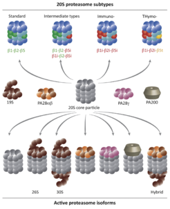 The proteasome and its isoforms.
