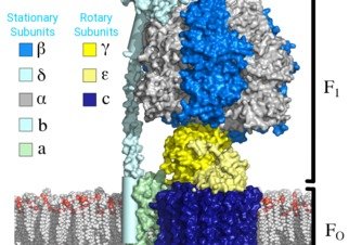Mechanical Energy Transduction in F1-ATPase