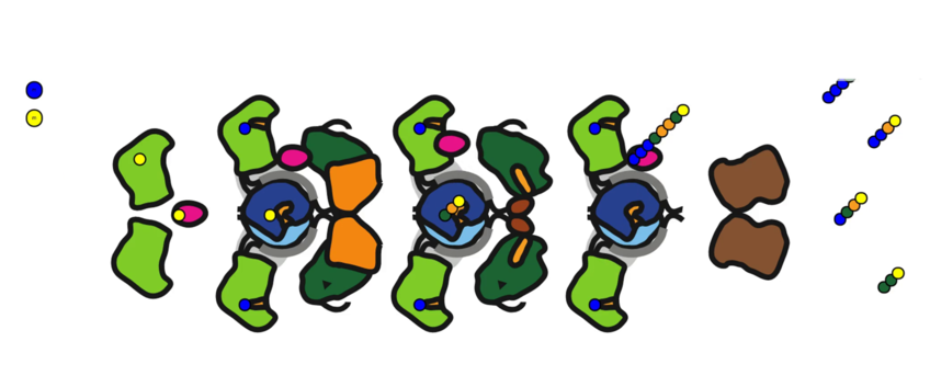 Kinetic Simulation of Biosynthetic Reaction Networks Guided by Atomistic Free Energy Calculations Kinetic Simulation of Biosynthetic Reaction Networks Guided by Atomistic Free Energy Calculations
