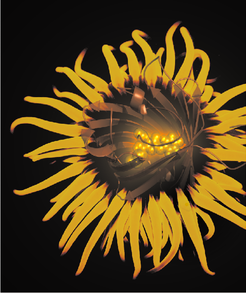 Figure 1: Photomontage of the snakelocks anemone Anemonia sulcata. The asFP595 protein causing the fluorescence of the tentacles is modelled into the centre of the anemone. The chromophore molecule buried within the protein scaffold is shown as spheres. The biological function of asFP595 is to protect the epithelial cells from harmful UV light, as the anemone lives in shallow water. Fluorescence image of the anemone by Alexander Mustard.