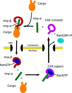 Figure 1: Simplified scheme of nuclear transport of proteins carrying a classical nuclear localisation signal.