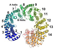 Figure 2b: Structure of β-karyopherins, such as importin-β or CAS.