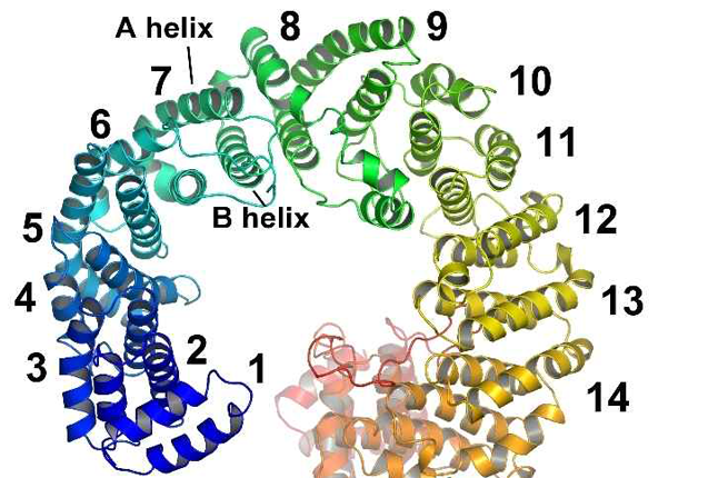 Spontaneous Closing of the Exportin Cse1p