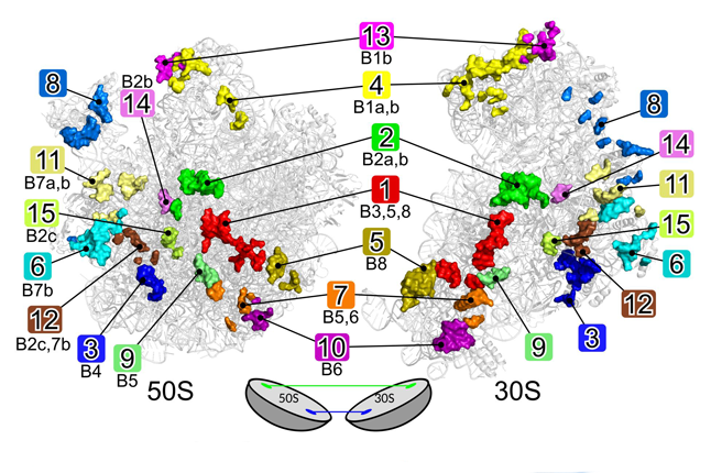 Dynamics and Energetics of Ribosomal Translation