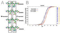 Figure 3: A Illustration of the four pentapetide test systems: Gly-His-Asp-His-Gly, Gly-Glu-Asp-Glu-Gly, Gly-His-Asp-Glu-Gly, and Gly-Glu-Asp-His-Gly. The titrated residues are highlighted in the box. B Comparison of theoretical and experimental titration curves for the Gly-His-Asp-His-Gly peptide obtained in silico (black and red) and in NMR experiments (blue and orange).