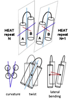 HEAT repeats in Importin-Beta. See publication for further details, please.