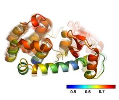(Generalized) correlated motion of domains mapped onto structure of lysozyme. The two domains (red) move highly correlated.