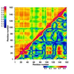 Above diagonal: Matrix of generalized correlation coefficients for atomic motion of T4 lysozyme. Below diagonal: Matrix of Pearson correlation coefficients for same motion. Note, that the patterns below the diagonal are due to artifacts of this established measure.