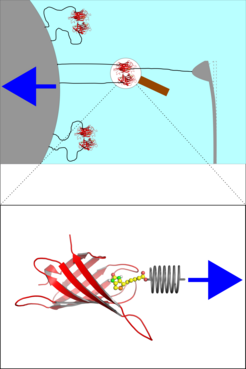 Figure 1: Illustration of the experimental and the computational simulation setup of AFM rupture experiments.