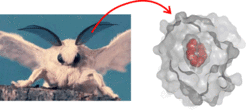 Figure 1: Left: The silk moth Bombyx mori. The male detects minute amounts of the sex pheromone bombykol in the air by means of the olfactory hairs at the antennae. Right: The pheromone binding protein (gray surface) completely encapsulates bombykol (red spheres) in the central binding cavity.