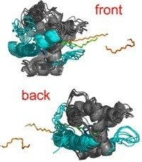 Figure 2: Bombykol release from the central cavity along the termini at the back or a flexible loop at the front. Snapshots along the unbinding pathway are shown. In the first snapshot, bombykol is coloured in blue, followed by bombykol coloured in green, yellow, and orange.