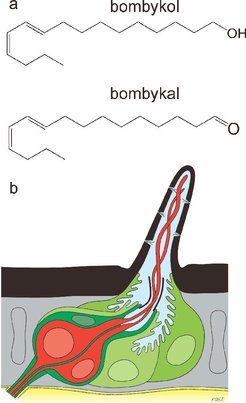 Figure 3: a) Schematic drawing of bombykol and bombykal the two components of the Bombyx mori pheromone blend. b) Schematic drawing of the olfactory hair of a moth antenna (kindly provided by R. A. Steinbrecht). The two neuron cells of one hair (red) specifically respond to one of the pheromone components. Blue: sensillar lymph; black: cuticule with pores for pheromone entrance.