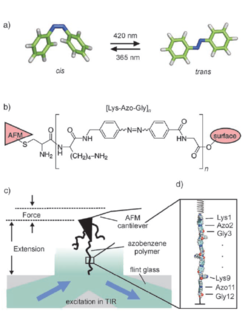 Figure 1: (a) Photochromic azobenzene can be switched between an extended trans and a compact cis conformation by light absorption. (b) Incorpoation of azobenzenes into a polypeptide backbone yields a photoswitchable polymer. (c) Sketch of the AFM experiment which motivated our theoretical work. The azobenzene polymer is attached to the AFM tip via a cysteine linker (top), and mounted to a surface (bottom). (d) Space-filling representation of the stretched conformation of the model polymer used in the simulations. To resemble the AFM experiments, a harmonic virtual spring was attached to one end of the molecule, and pulled upwards (top) while the other end of the molecule was fixed (bottom).