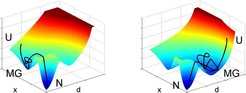 Figure 3: Schematic depiction of a possible folding free energy landscape for two progress variables, the distance d, as monitored in AFM experiments, and a conformation coordinate x as used in other denaturing experiments in solution. In principle the folding pathways along d (right, force-denaturation) or along x (left, thermal/chemical denaturation), here assumed to involve one major barrier towards the folded state, might have unfolded states in common. N: native, U: unfolded, MG: molten globule.
