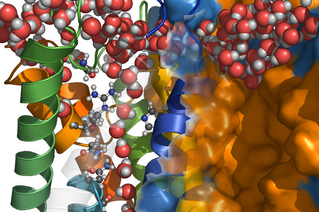 Aquaporin Efficiency and Selectivity