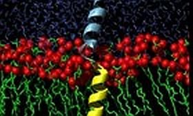 Stiffness of the Juxtamembrane Region of the t-SNARE Syntaxin 1A